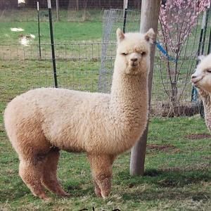 Meet your Posher, Anastasia